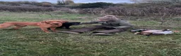 Labrador Retriever dogs for stud: Fox red Labrador  in Ripon - Advert 3