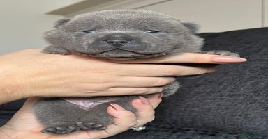 Mixed Breed dogs ChowPei Pups  - Advert 12