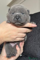 Mixed Breed dogs ChowPei Pups - Advert 12