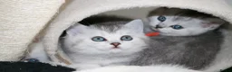 British Shorthair cats for sale: LAST BOY LEFT British Shorthair Chinchilla Kittens - Advert 5