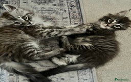Maine Coon cats for sale: Maine Coon Kittens for Sale 4 Boys Left  - Image 18