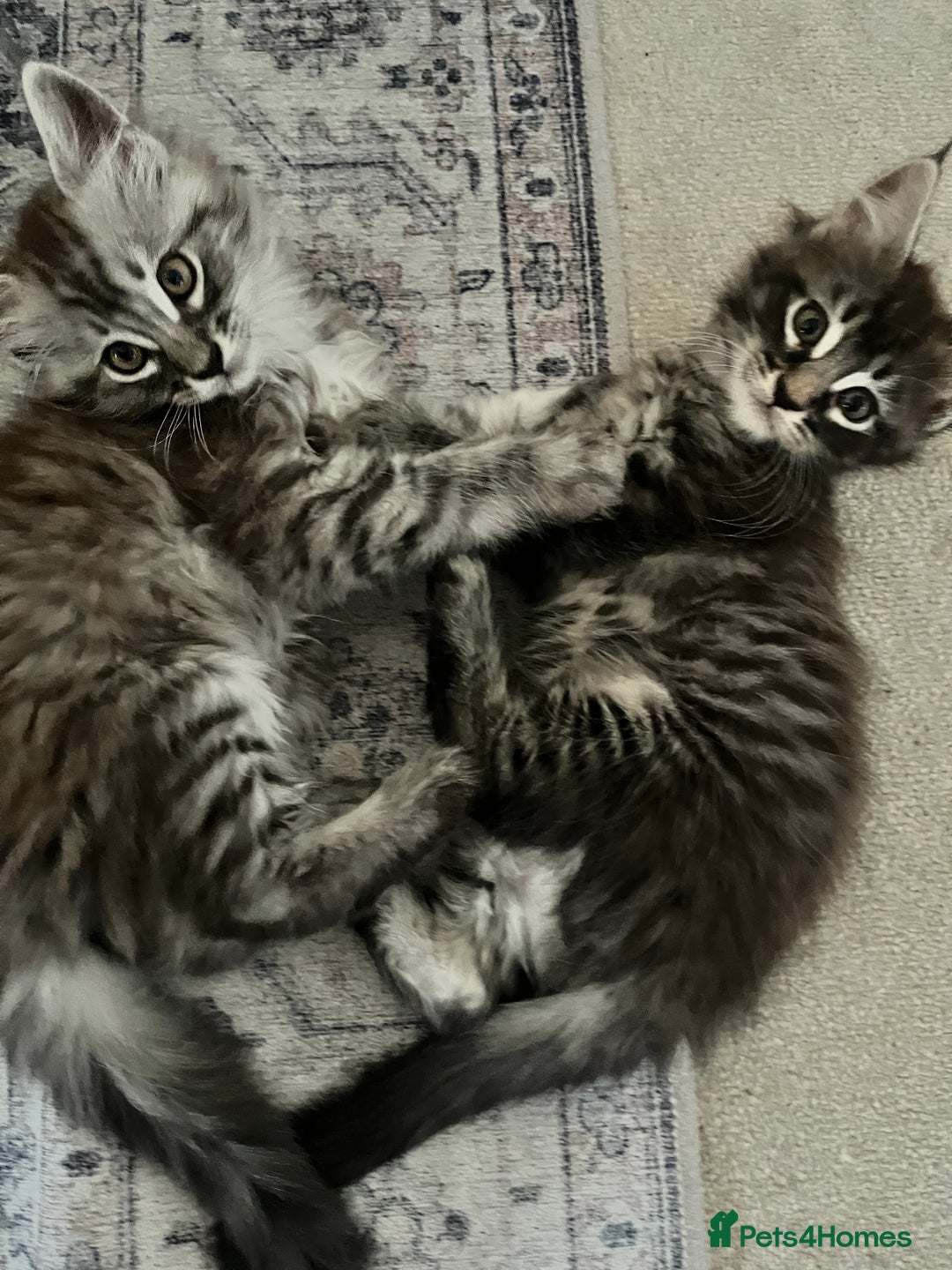 Maine Coon cats for sale: Maine Coon Kittens for Sale 4 Boys Left  - Image 18