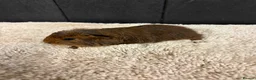 Guinea Pig rodents for sale: Baby Guinea pigs - Advert 14