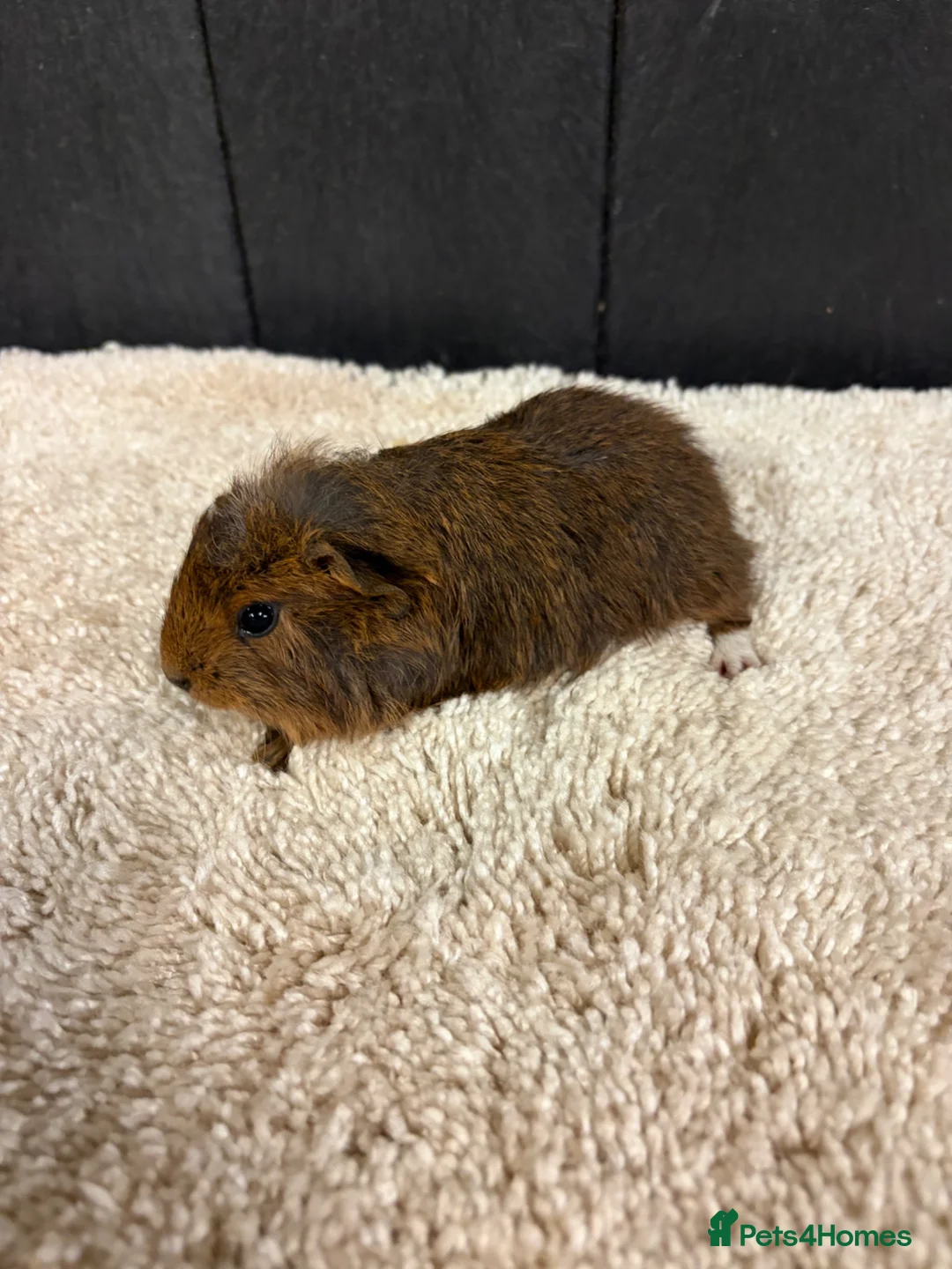 Guinea Pig rodents for sale: Baby Guinea pigs - Advert 14