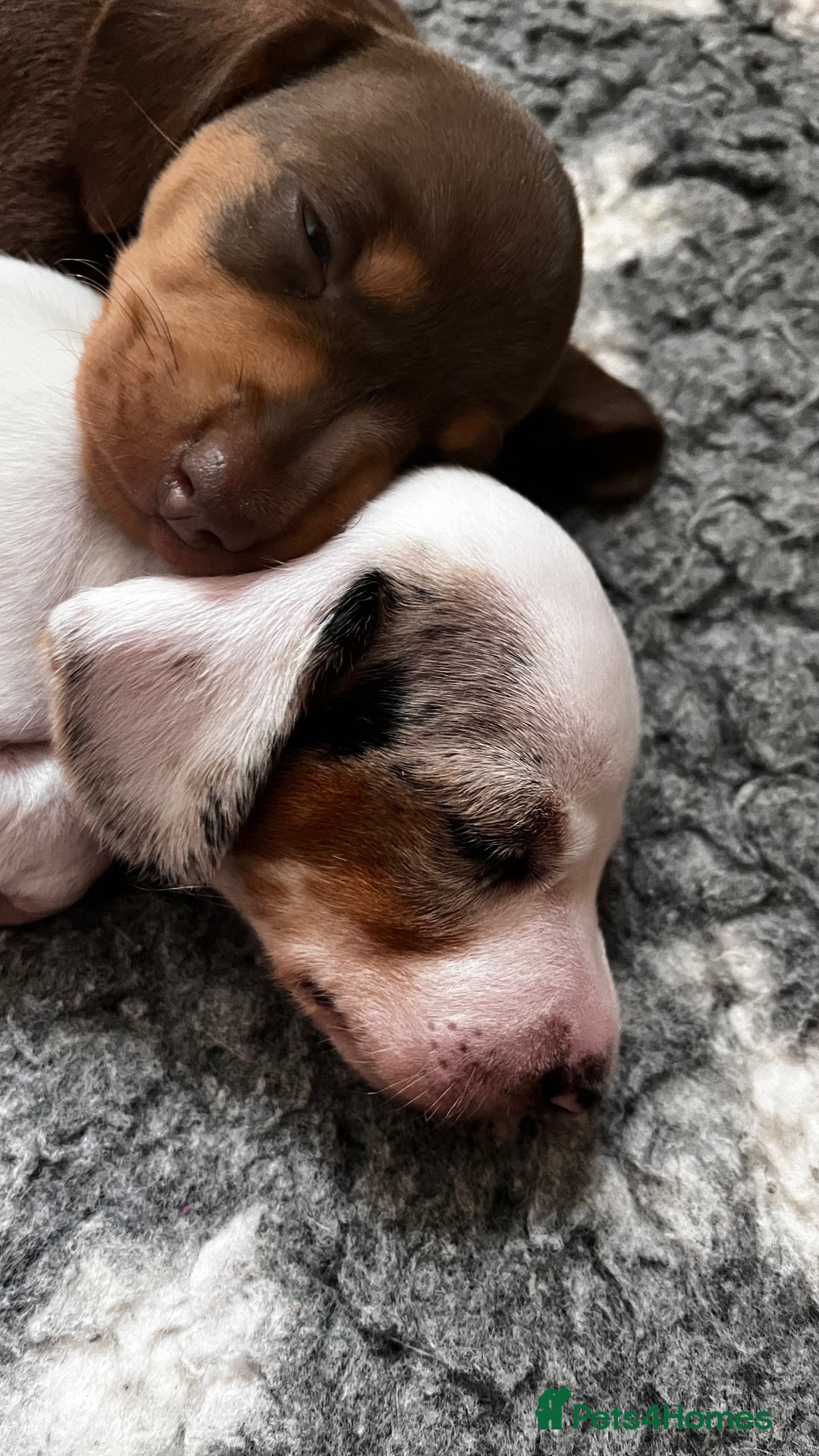 Miniature Dachshund dogs for sale: Gorgeous Miniature Daschund Puppies  - Image 7