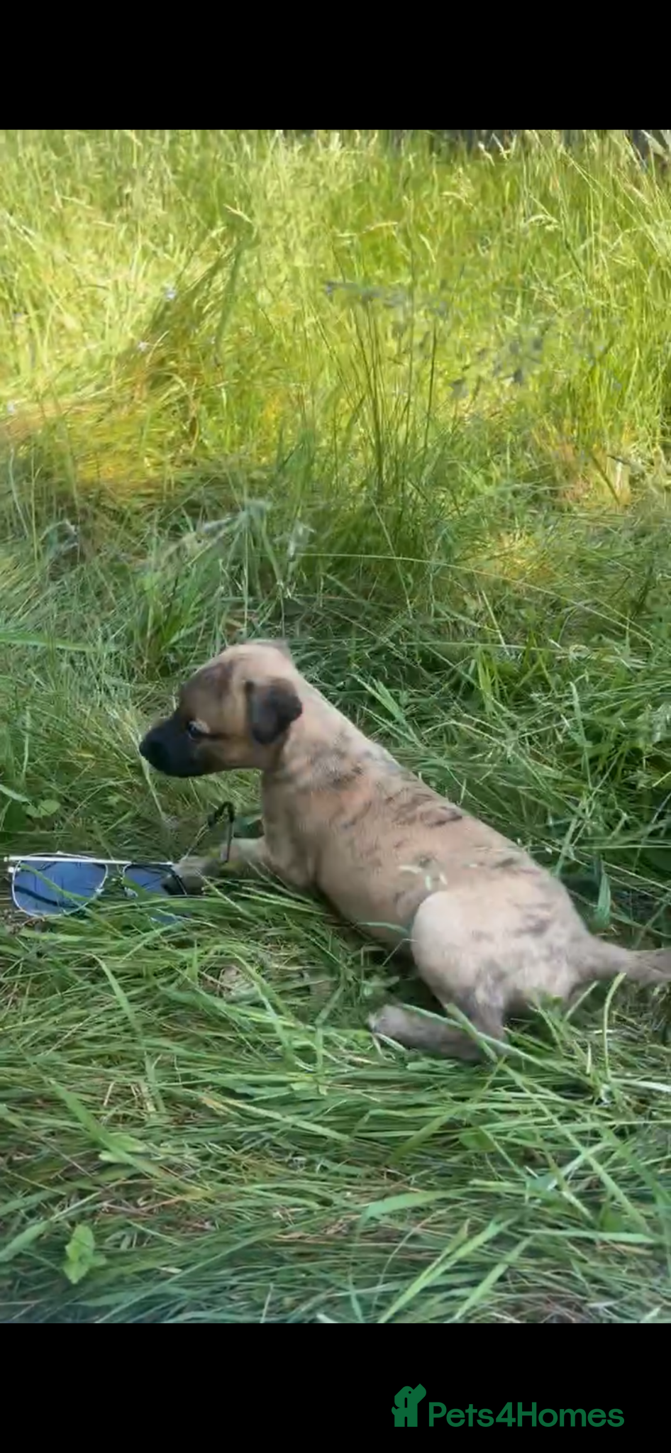 Whippet dogs for sale: Whippet puppies - Advert 10