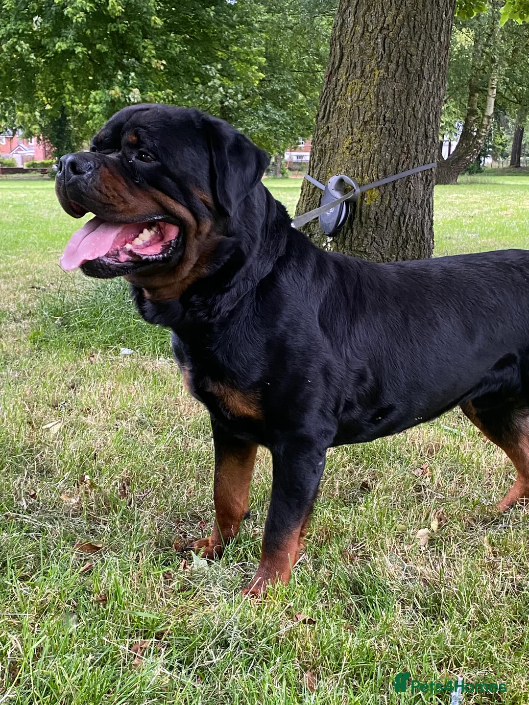 Rottweiler dogs for stud: Kc Registered Rottweiler STUD ONLY !! in Birmingham - Advert 6