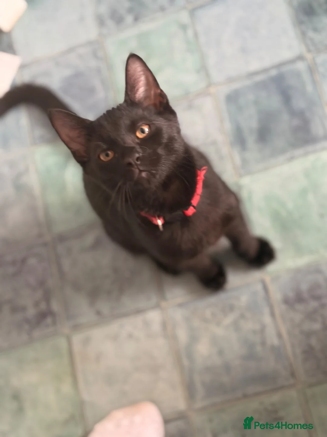 Domestic Shorthair cats for sale: Ozzy + Norman the cuties need their forever home💞 - Advert 2