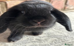 Mini Lop rabbits for sale: Mini lop boy rabbit  - Image 3