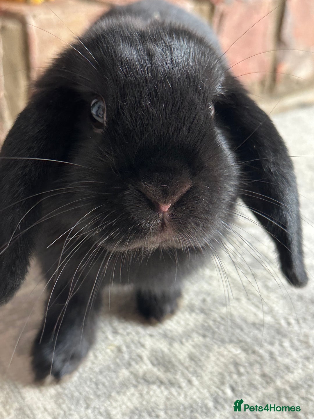 Mini Lop rabbits for sale: Mini lop boy rabbit  - Image 3