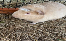 Guinea Pig rodents for sale: Sweet guinea pig boys to rehome. - Image 5