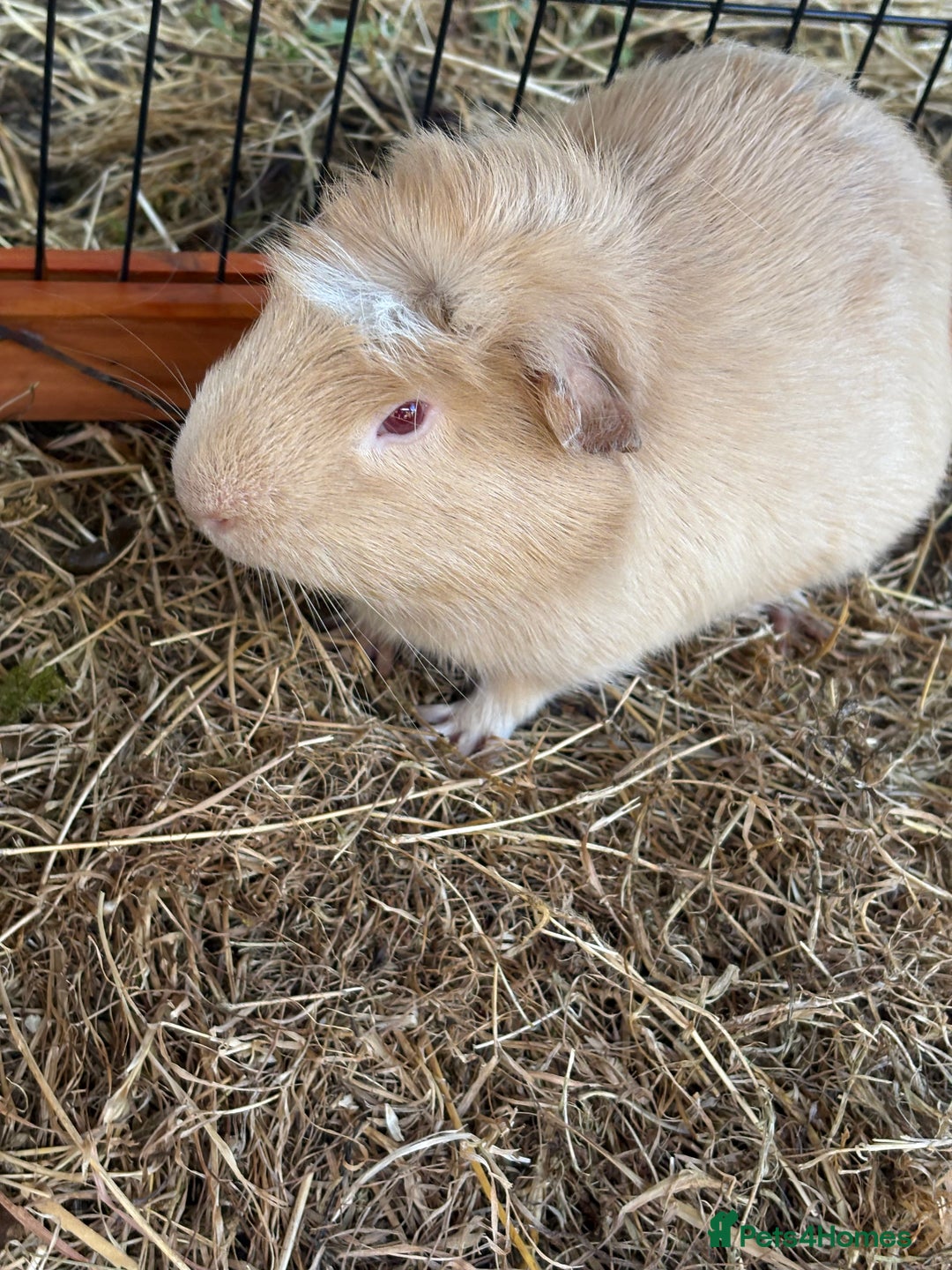 Guinea Pig rodents for sale: Sweet guinea pig boys to rehome. - Image 5