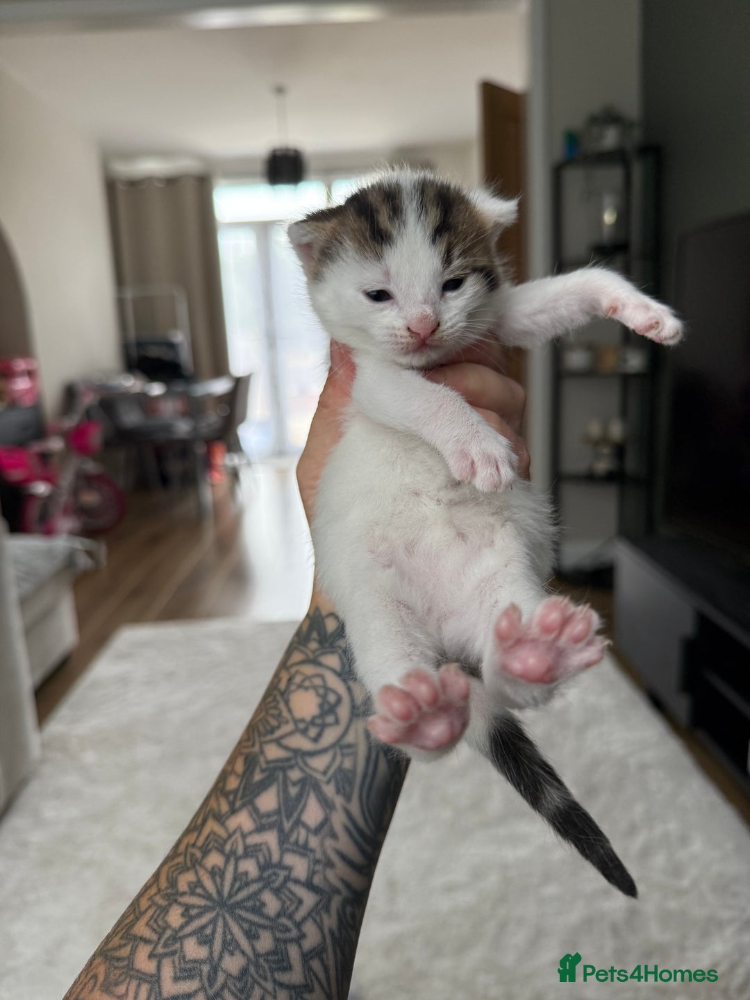 Mixed Breed cats for sale: Tabby and white kittens  - Image 7