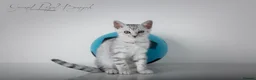 Bengal cats for sale: Rare Blue Snow Bengal Boy in Northampton - Advert 16