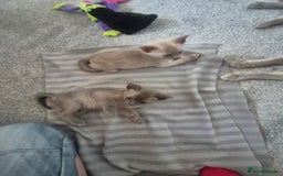 Burmese cats for sale: Burmese kittens for sale in Doncaster - Image 6
