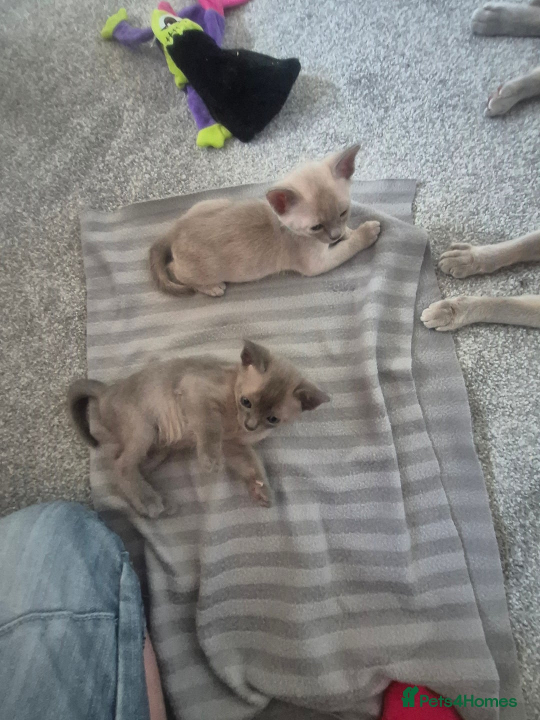 Burmese cats for sale: Burmese kittens for sale in Doncaster - Image 6