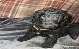 Mixed Breed dogs for sale: Amazing cuddly male pups cockapoo - Image 14
