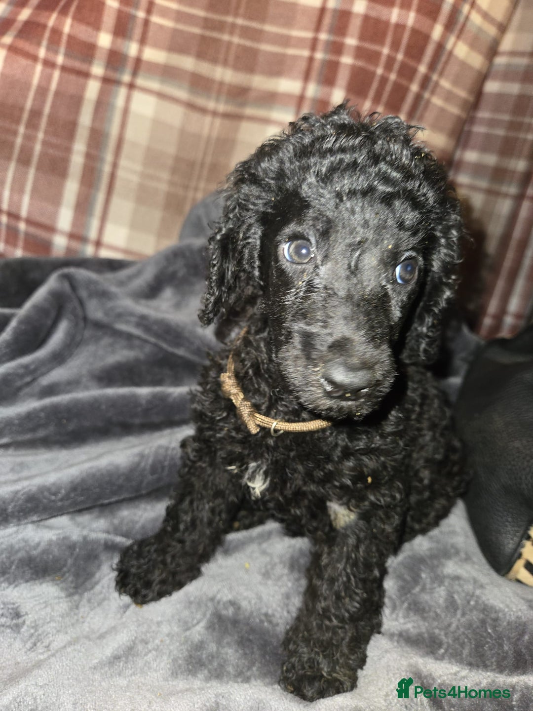 Mixed Breed dogs for sale: Amazing cuddly male pups cockapoo - Image 14