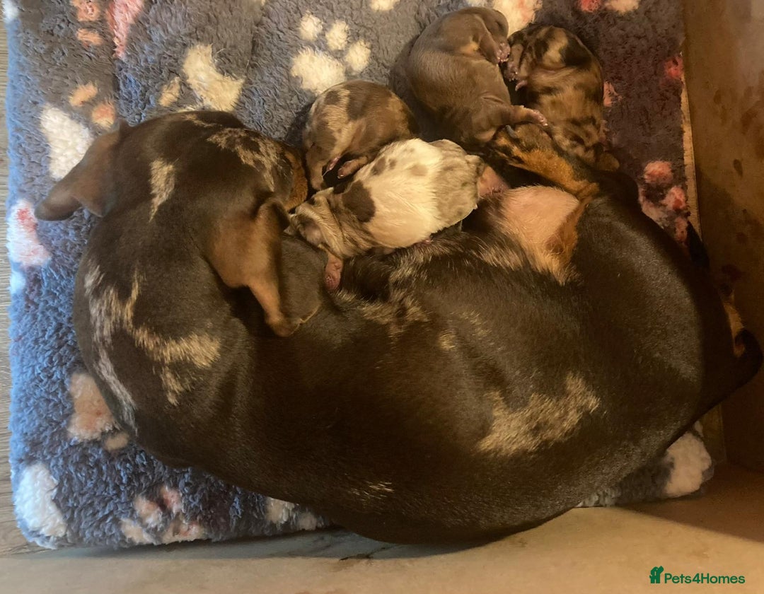 Dachshund dogs for sale: 3 male 2 female dashound puppies ready to go. - Image 25