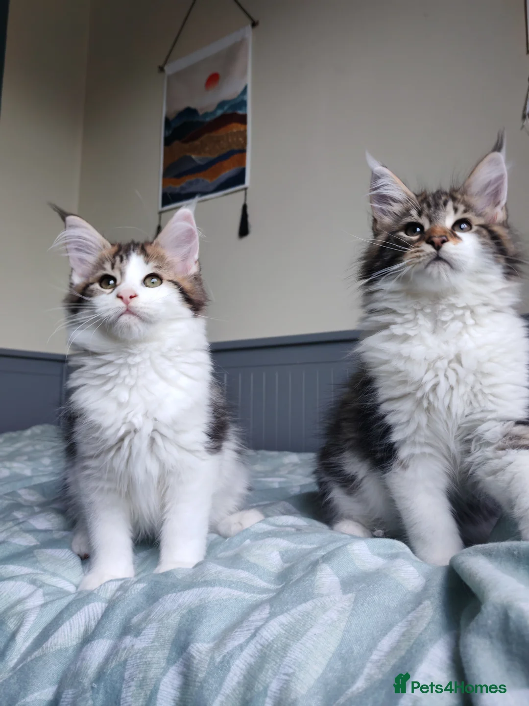Maine Coon cats for sale: Purebred Maine coon 😍😍 - Advert 5