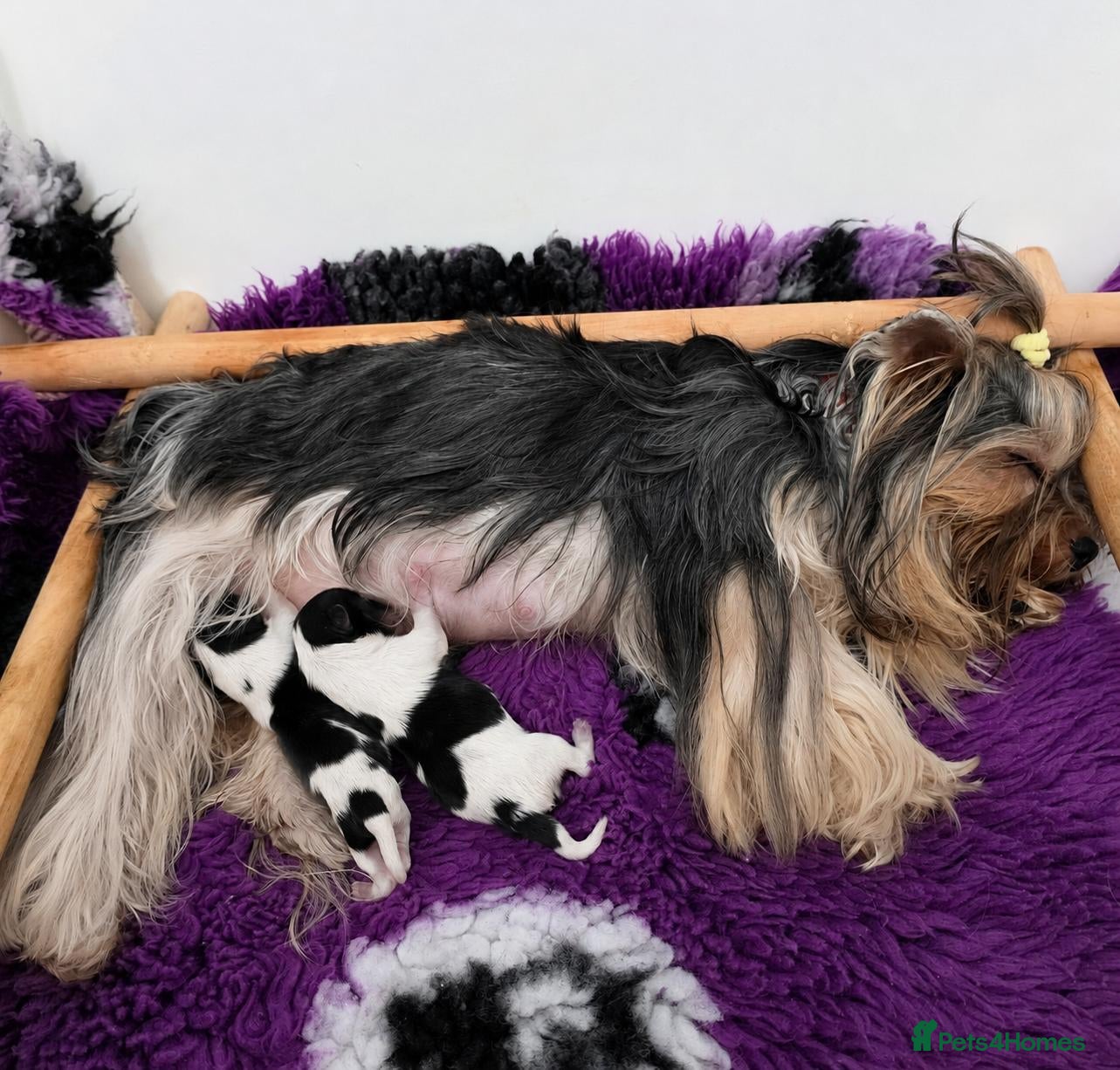 Yorkshire Terrier dogs Two upcoming litters biewer terrier and Merles - Advert 1