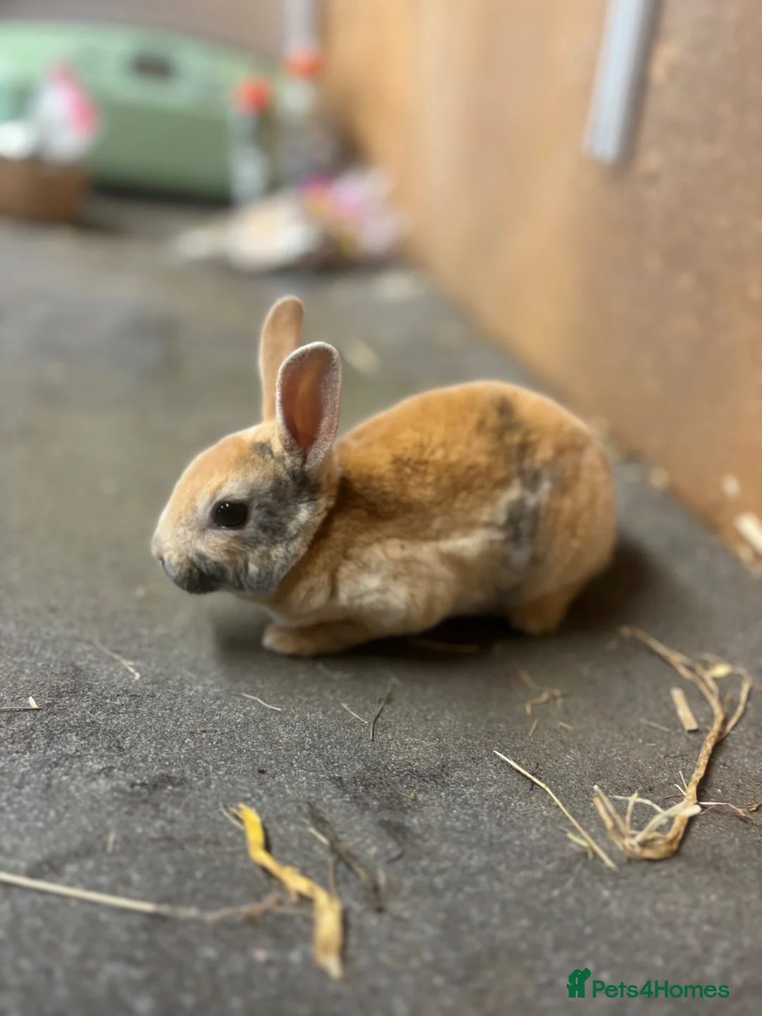 Rex rabbits for sale: 7 rex baby rabbits (kits) - Advert 2