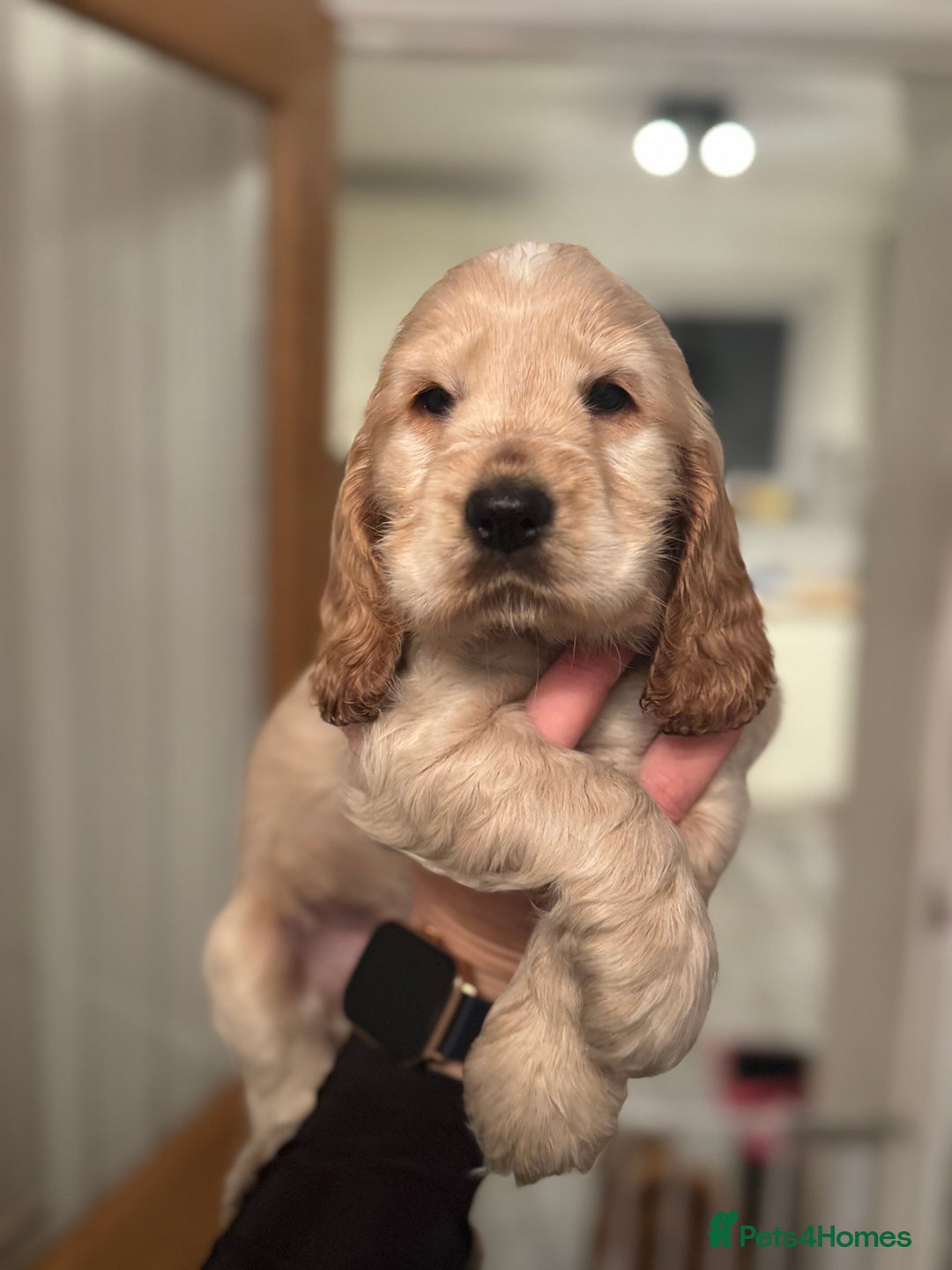 Cocker Spaniel dogs for sale: Last stunning KC show cocker - Advert 3