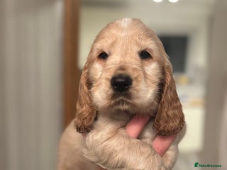 Cocker Spaniel dogs Simbawood lines KC show cockers - Advert 12