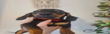 Dachshund Puppy 1