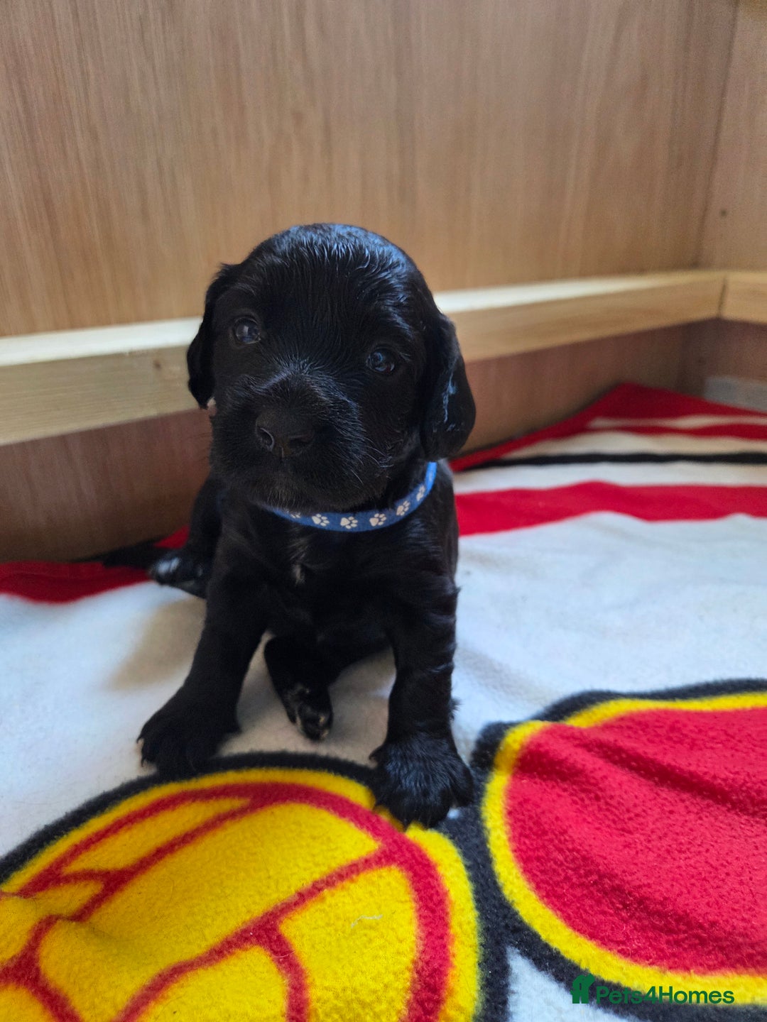 Cocker Spaniel dogs for sale: *****Ready Now KC working cocker spaniels***** - Image 5