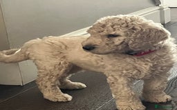 Standard Poodle dogs for sale: one  handsome loving boy available  in Newmarket - Image 9