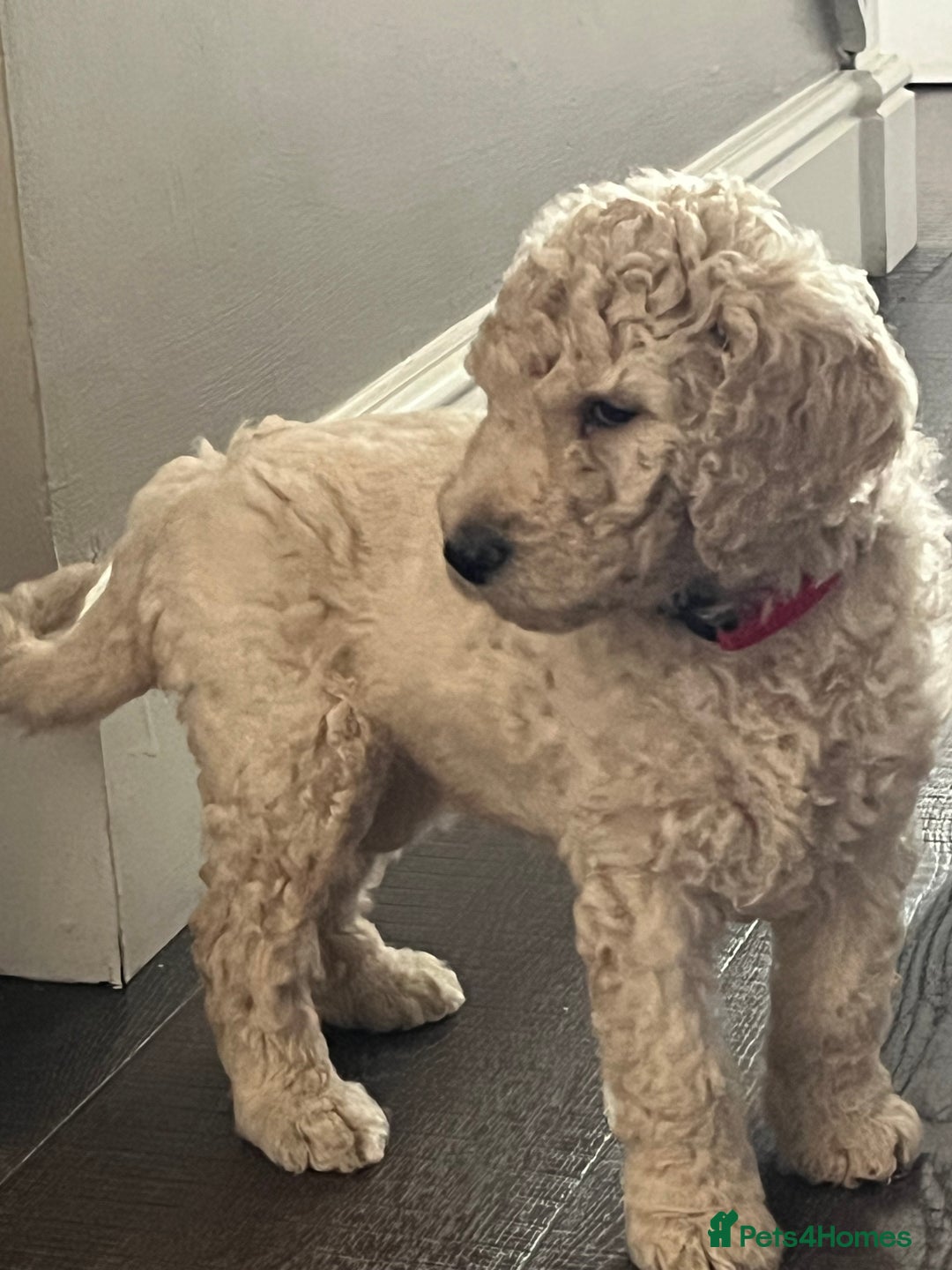 Standard Poodle dogs for sale: one  handsome loving boy available  in Newmarket - Image 9