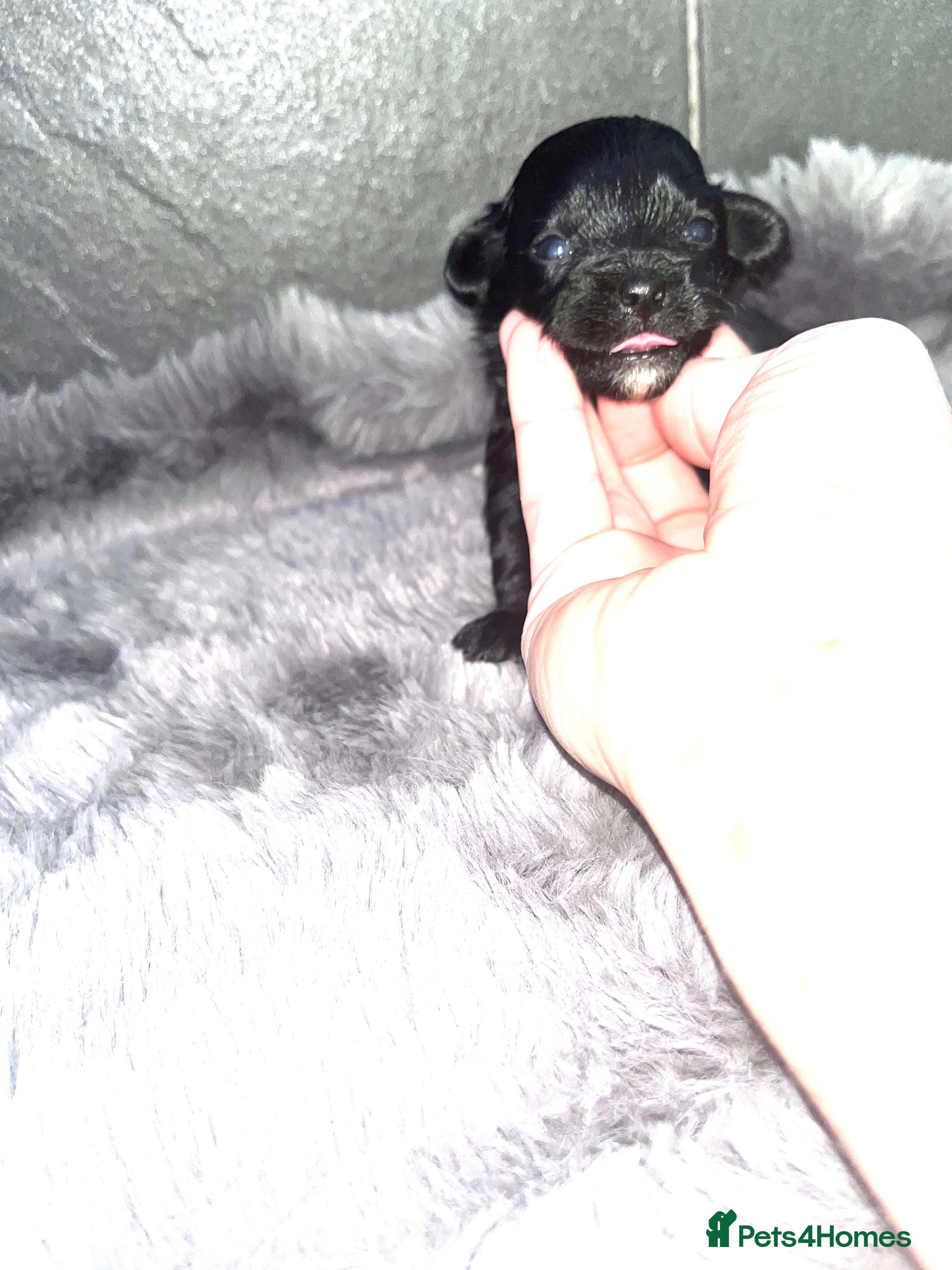 Shihpoo dogs Beautiful Toy Shihpoo girl  - Advert 1