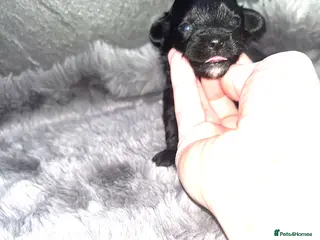 Shihpoo dogs Beautiful Toy Shihpoo girl - Advert 1