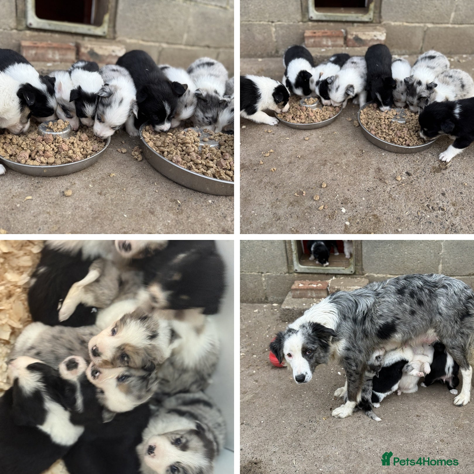 Border Collie dogs Gorgeous Merle,black and white and tri collie pups - Advert 1
