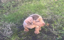Dachshund dogs for sale: Mini dachshund puppies  - Image 2