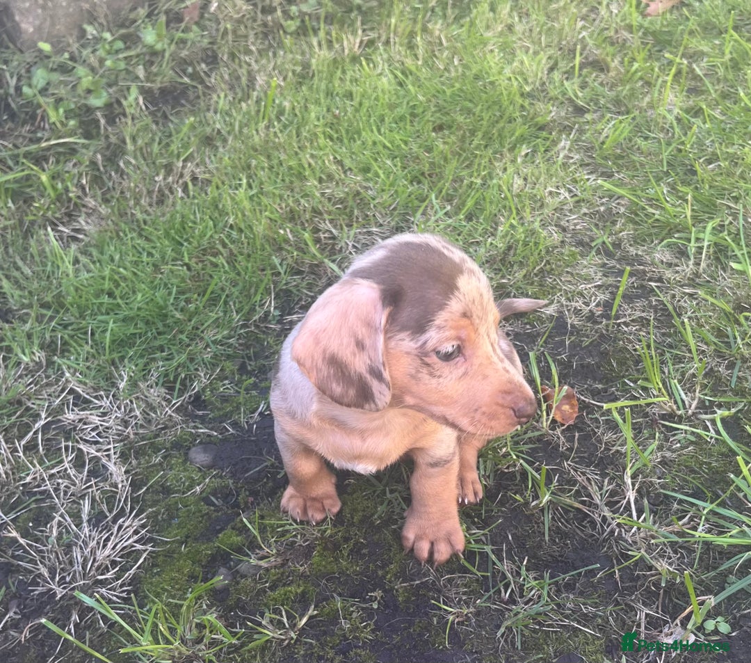 Dachshund dogs for sale: Mini dachshund puppies  - Image 2