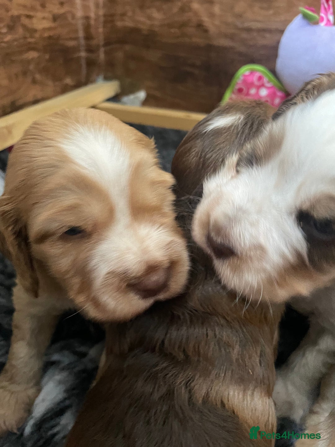 Cocker Spaniel dogs for sale: Beautiful health tested Cocker spaniel pups  - Advert 11