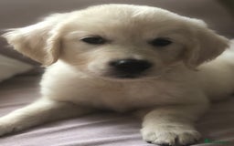 Golden Retriever dogs for sale: Super litter of Goldie pups carrying some colour  - Image 23