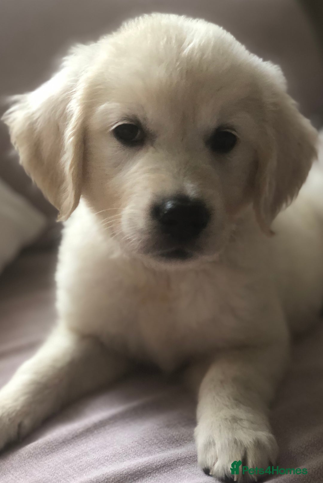 Golden Retriever dogs for sale: Super litter of Goldie pups carrying some colour  - Image 23