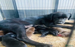 Labrador Retriever dogs for sale: KC registered Labrador pups ready October  - Image 8