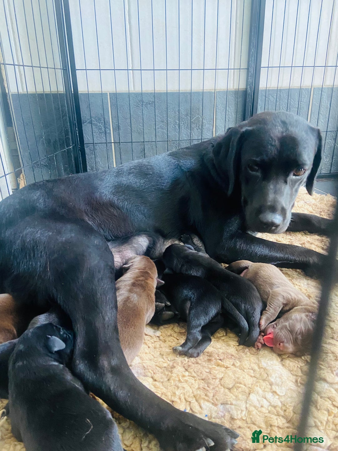 Labrador Retriever dogs for sale: KC registered Labrador pups ready October  - Image 8
