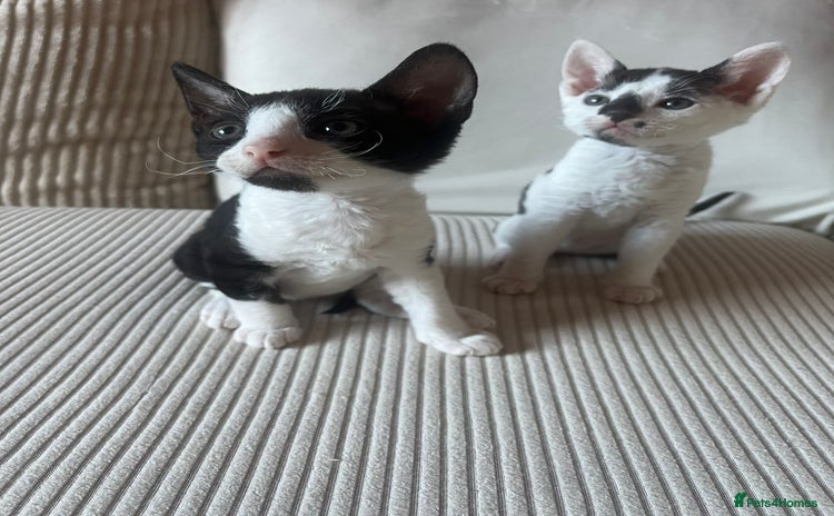 Cornish Rex cats - Advert 2