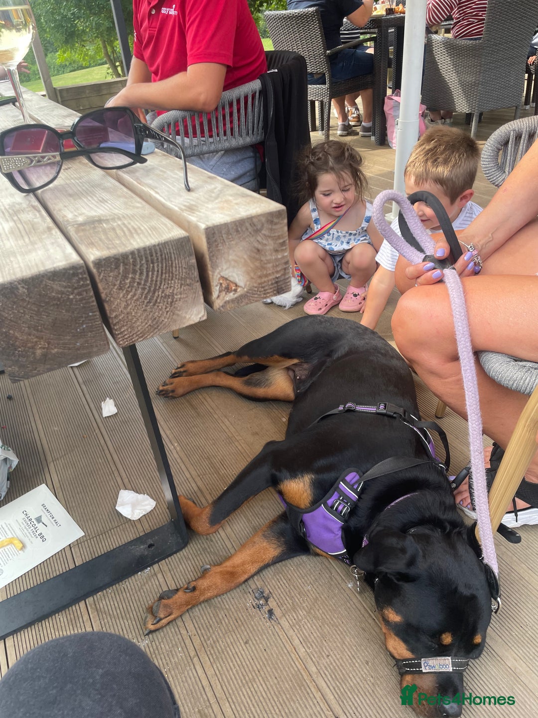 Rottweiler dogs for sale: Rottweiler Bitch - Image 4