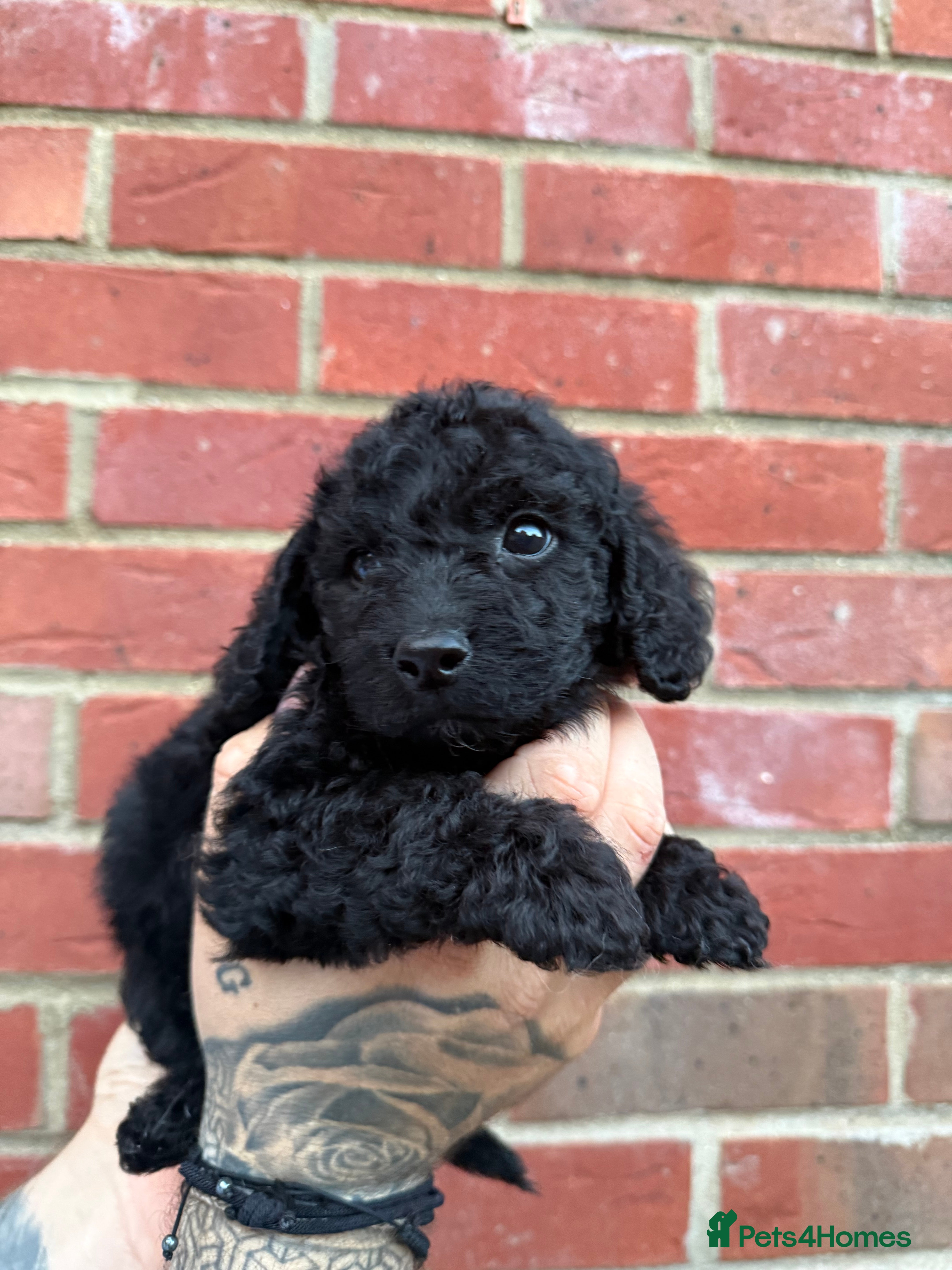 Cockapoo dogs Beautiful miniature F1B cockapoos - Advert 2