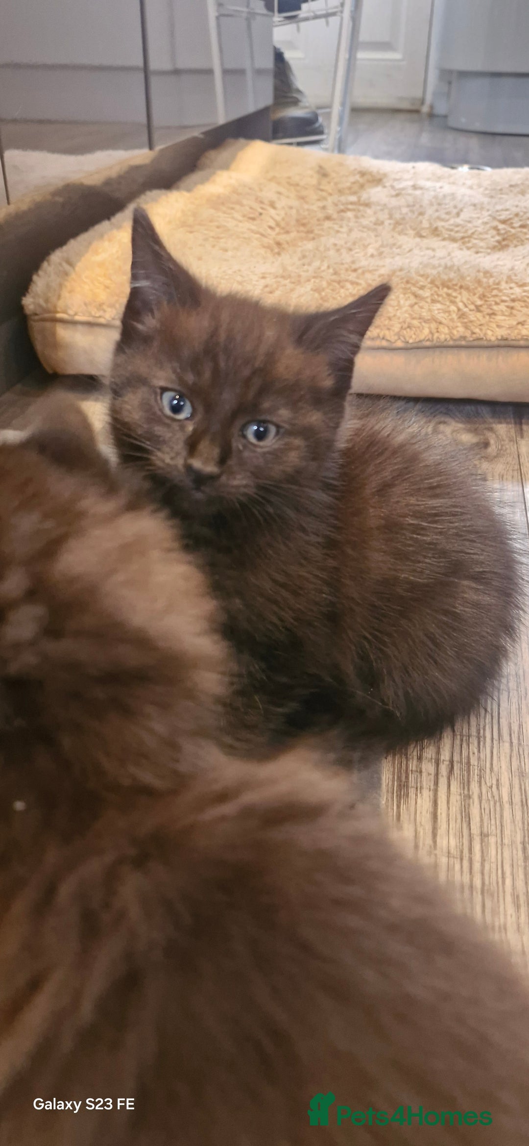 Ragdoll cats for sale: Half ragdoll kittens  - Image 5