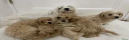 Maltipoo dogs for sale: Adorable Maltipoo Puppies  - Advert 14