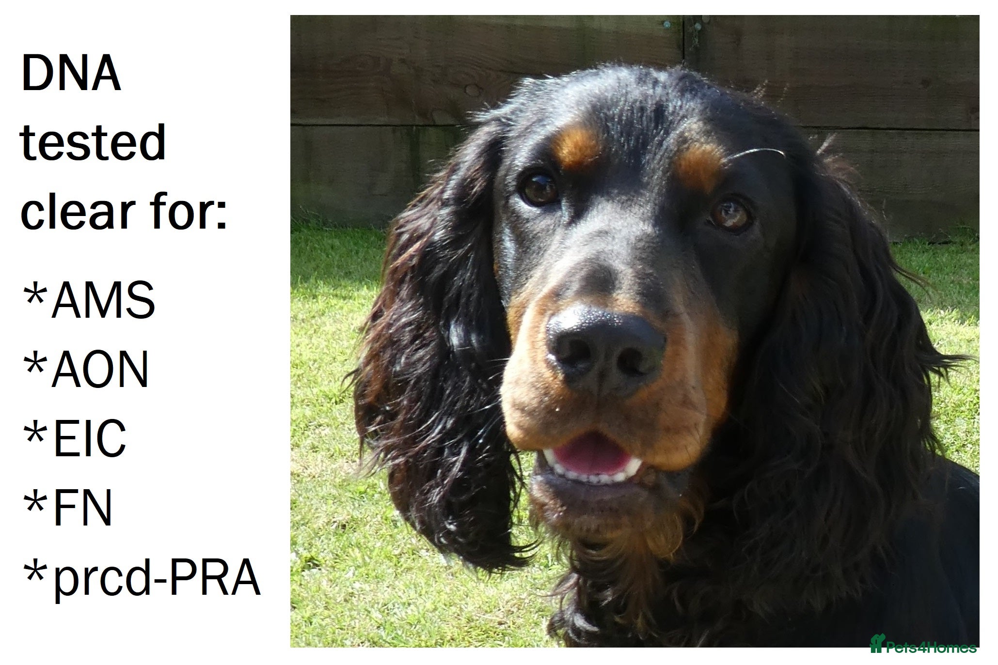 Cocker Spaniel dogs Black & tan KC Cocker, DNA tested, offered at stud - Advert 6