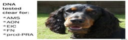 Cocker Spaniel dogs for stud: Black & tan KC Cocker, DNA tested, offered at stud - Advert 1