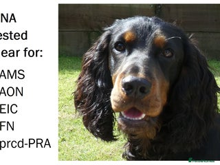 Cocker Spaniel dogs Black & tan KC Cocker, DNA tested, offered at stud - Advert 1